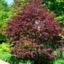 Fächerahorn 'Brands Dwarf' mit tiefroten Blättern im Garten.