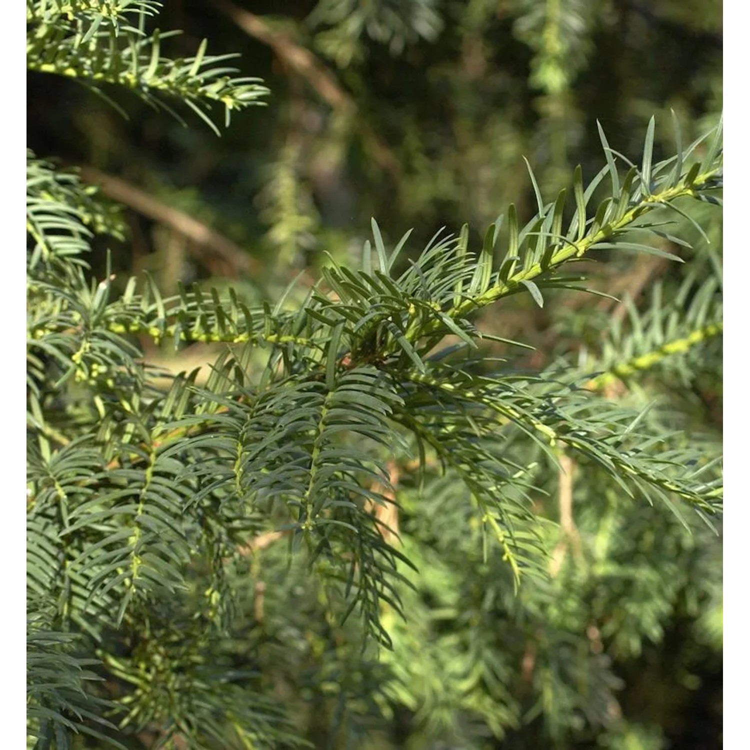 Heimische Eibe Erwin 30-40cm - Taxus baccata
