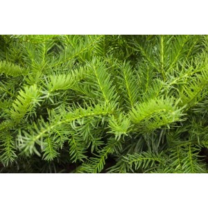 Detailaufnahme der grünen Nadeln einer Taxus Baccata Repandens Flach-Eibe, einem immergrünen Bodendecker.