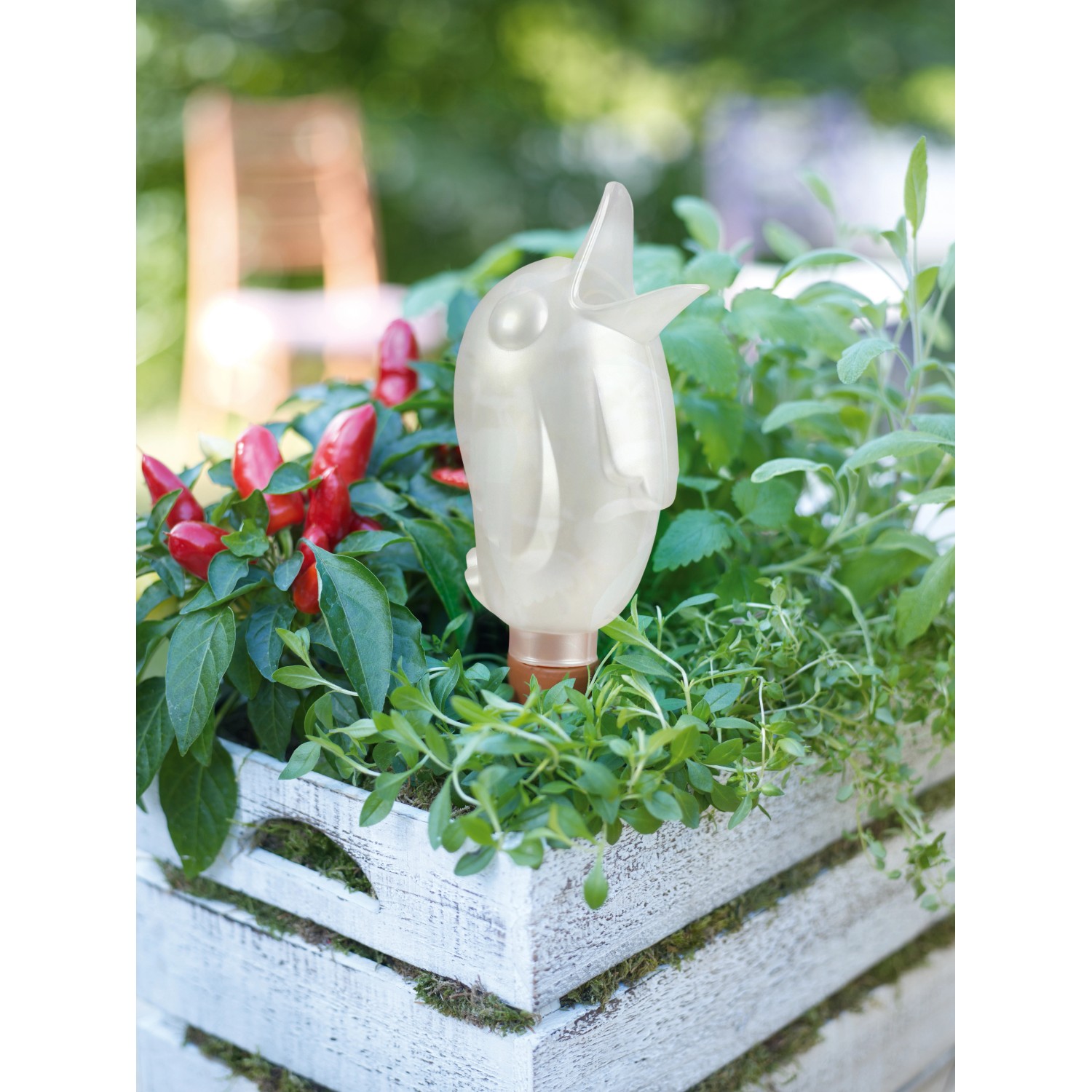 Scheurich Bördy Green XL Bewässerungsfigur im Pflanzkasten mit Kräutern und Chili.