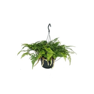 Hängender Exotenherz Farn (Humata tyermannii) im 14cm Ampeltopf, auch Vogelspinnenfarn genannt.