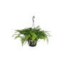 Hängender Exotenherz Farn (Humata tyermannii) im 14cm Ampeltopf, auch Vogelspinnenfarn genannt.