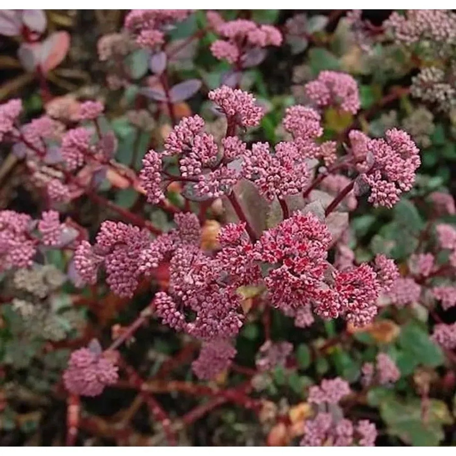 Große Fetthenne Red Cauli - Sedum telephium günstig online kaufen