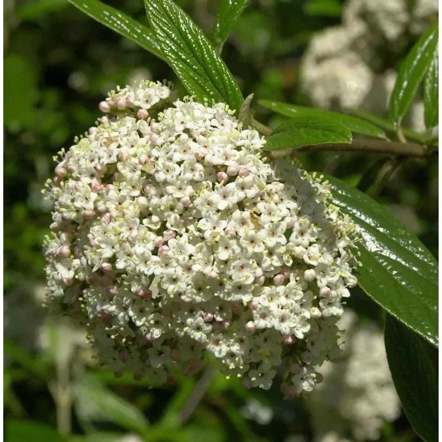 Prager Schneeball 40-60cm - Viburnum pragense