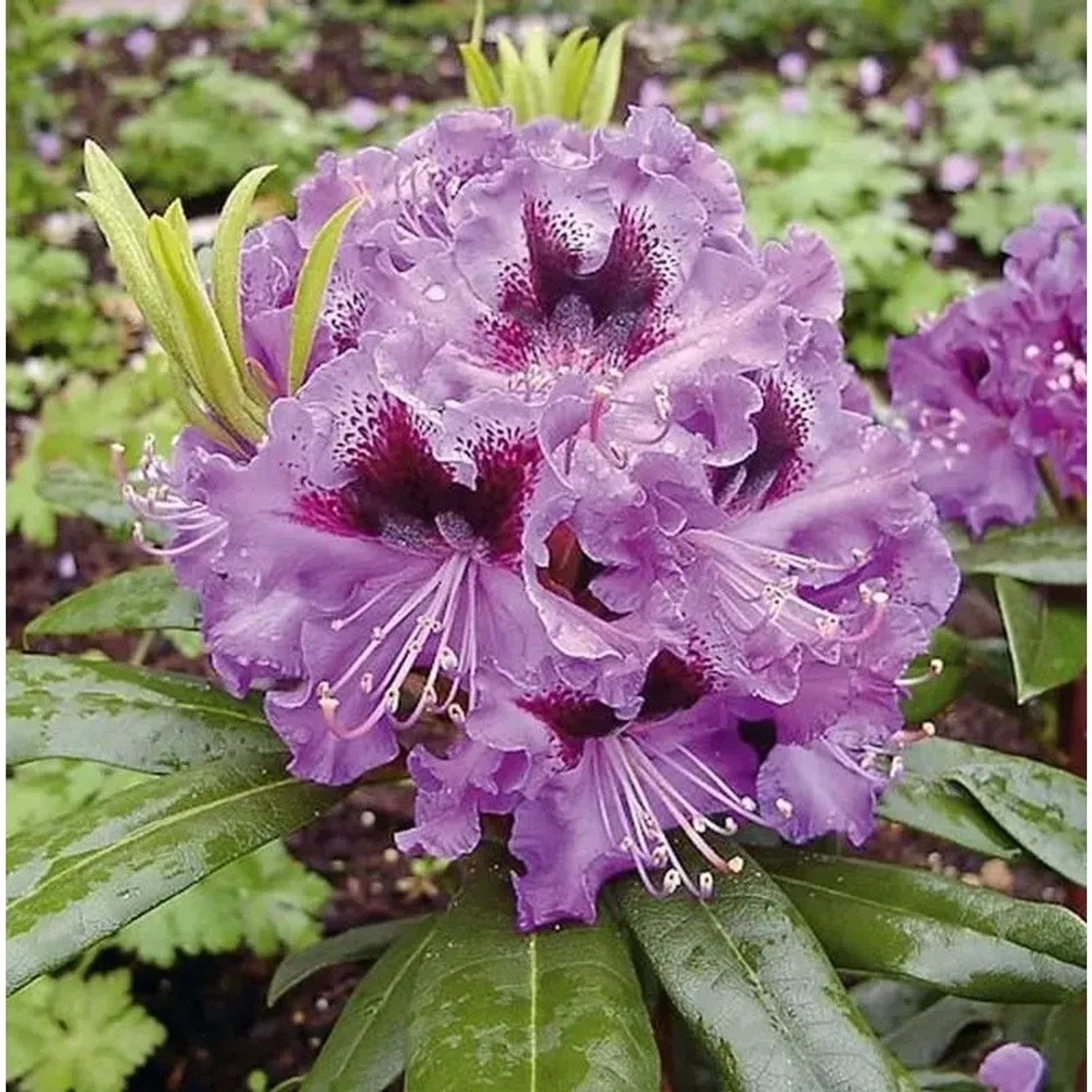 Großblumige Rhododendron Blaue Jungs 30-40cm - Alpenrose