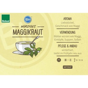Bio Maggikraut (Liebstöckel) im Topf, Illustration mit Suppe. Würzkraut für Garten & Küche.