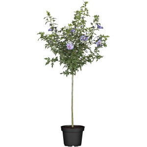 Roseneibisch Stamm mit blauen Blüten im Topf, ca. 30-40 cm hoch.