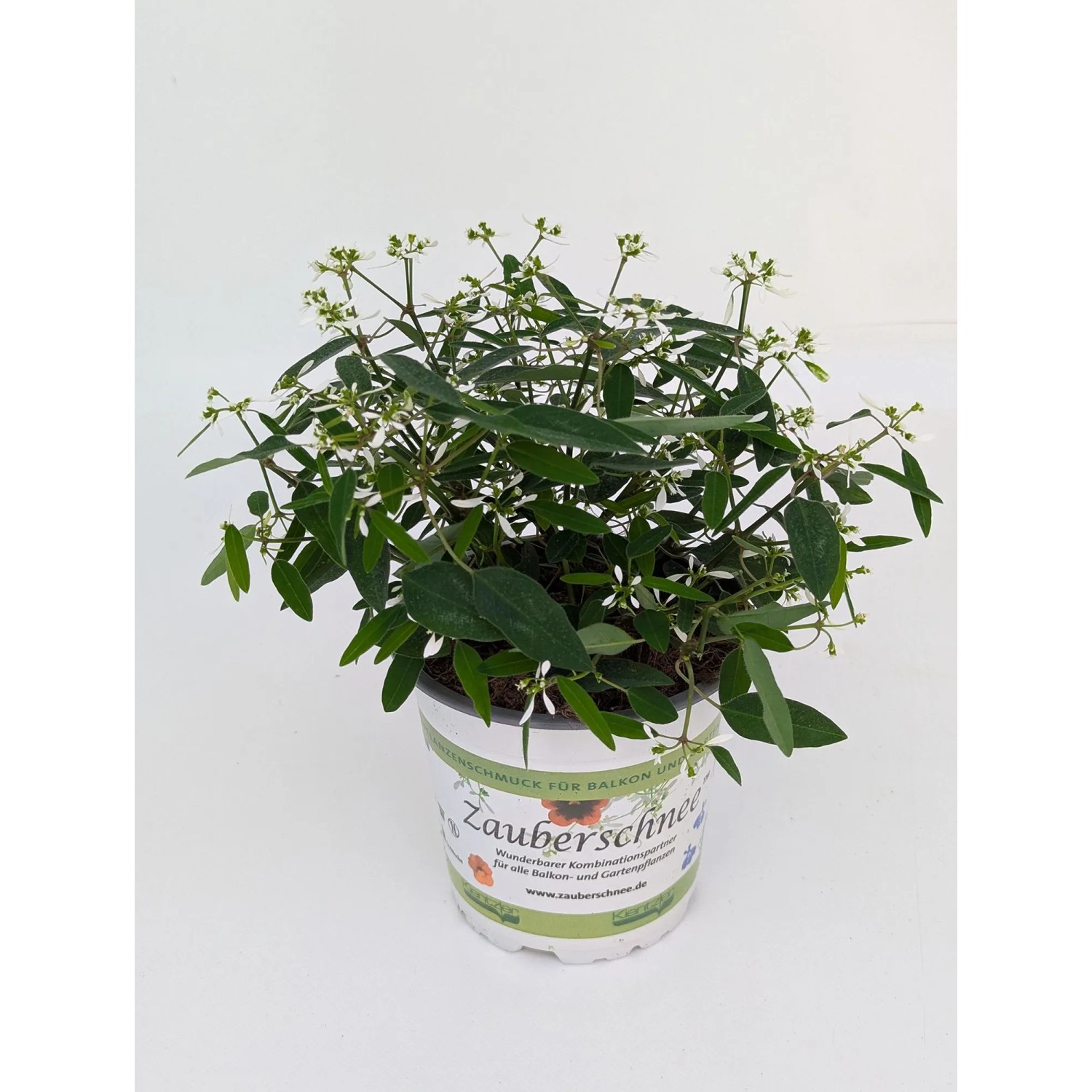 OBI Zauberschnee Weiß Topf-Ø ca. 11 cm Euphorbia