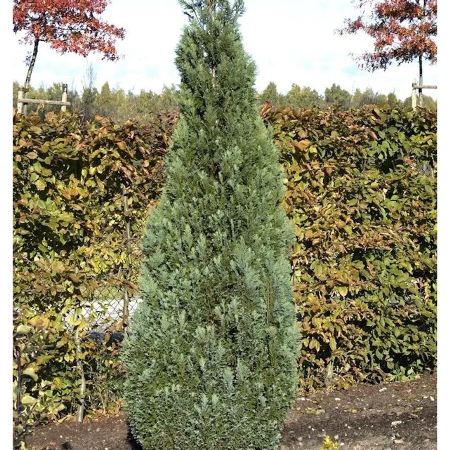Blaue Kegelzypresse 25-30cm - Chamaecyparis,awsoniana