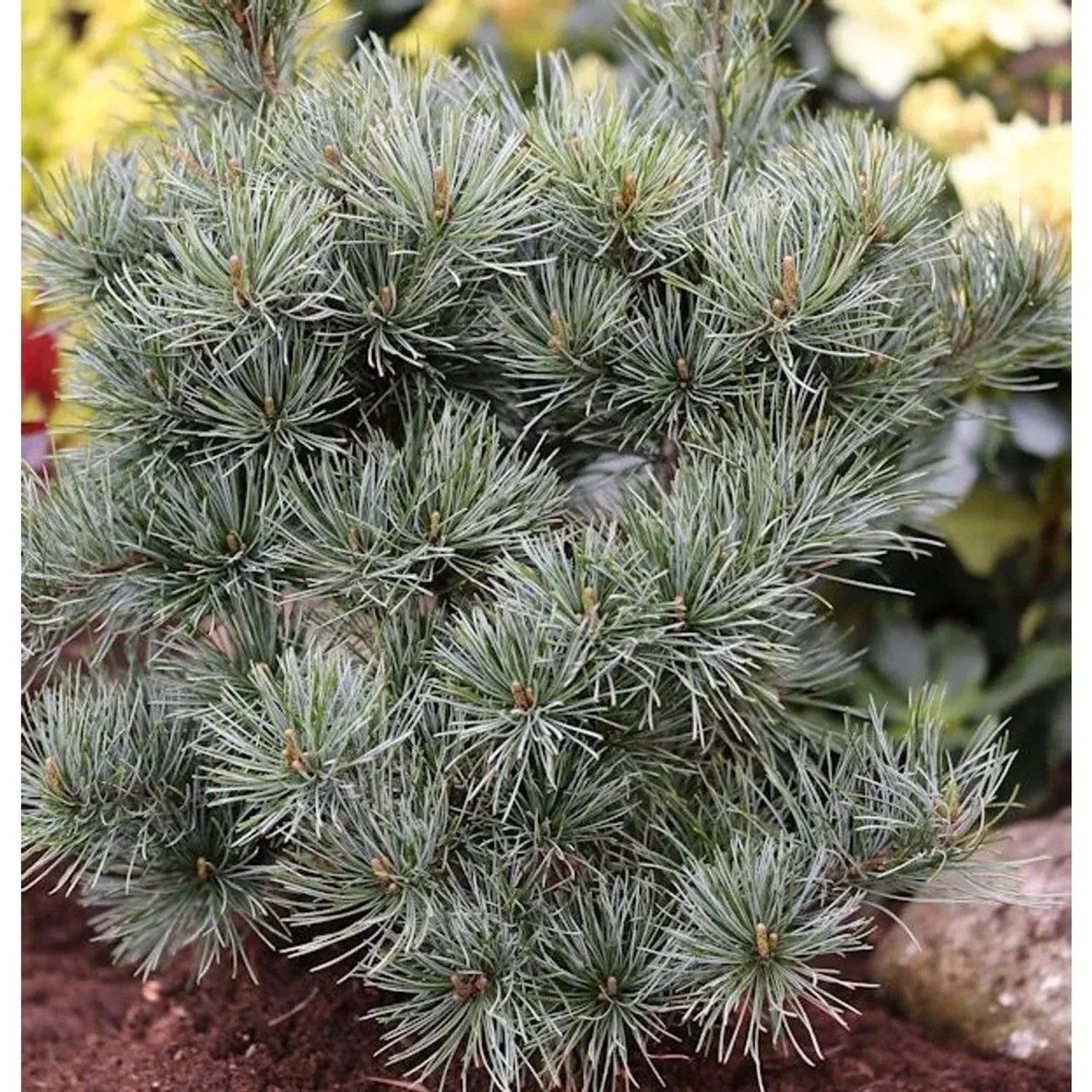 Japanische Zwergmädchenkiefer 25-30cm - Pinus parviflora