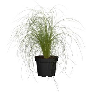 Zartes Federgras Ponytails im Topf, winterhartes Ziergras für Garten und Kübel.