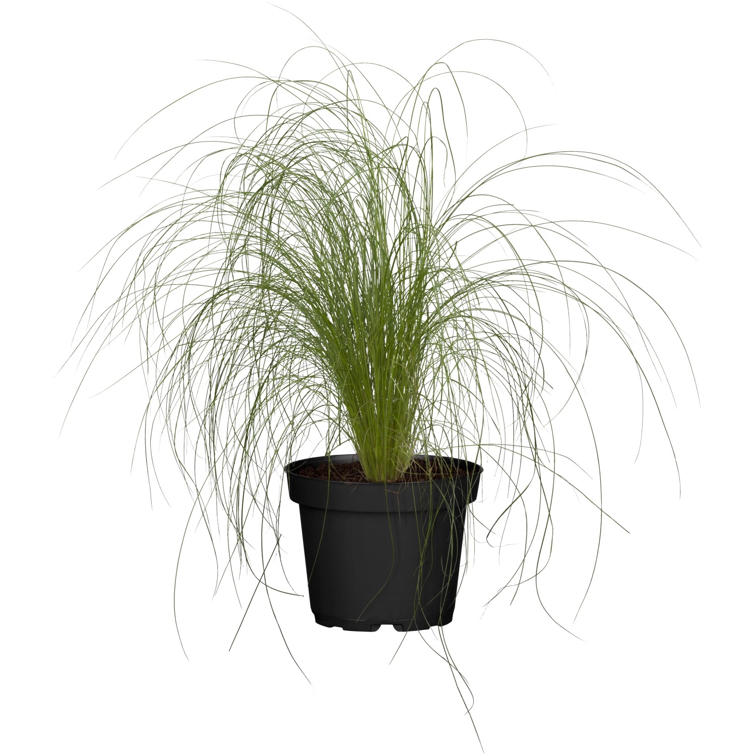 Zartes Garten-Federgras Stipa tenuissima Pony Tail T10