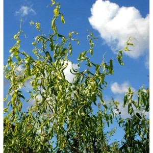 Korkenzieherweide 80-100cm - Salix matsudana