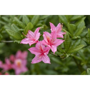 Nahaufnahme: Rhododendron Luteum Rosata mit gelb-rosa Blüten, 30–40 cm hoch.