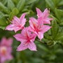 Nahaufnahme: Rhododendron Luteum Rosata mit gelb-rosa Blüten, 30–40 cm hoch.