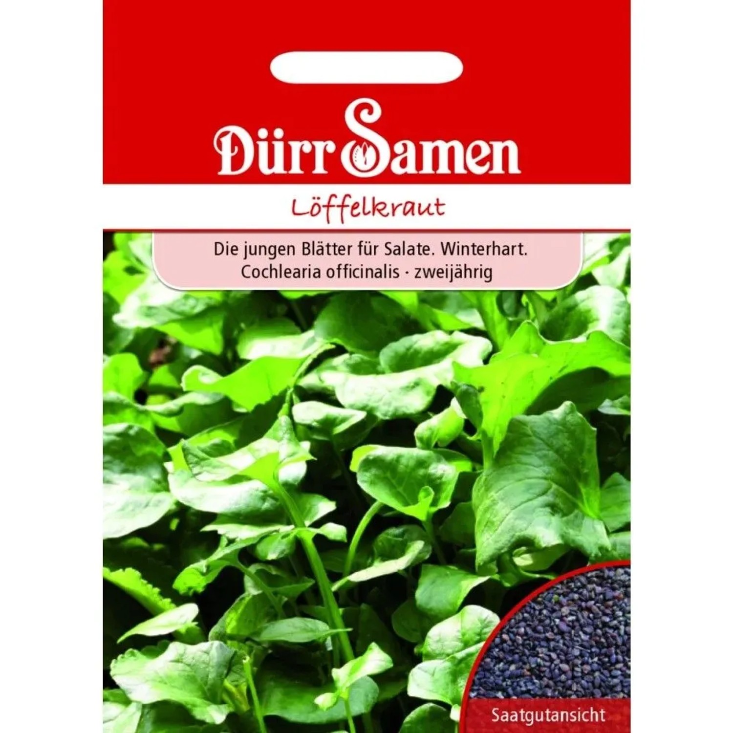 Dürr Samen Löffelkraut Saatgut
