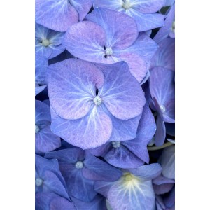 Nahaufnahme der blau-violetten Blüten der Bauernhortensie Bela.