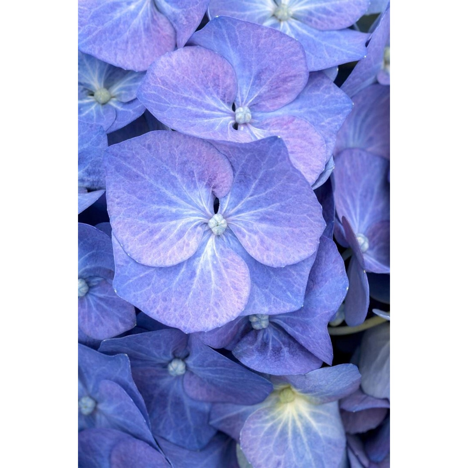 Hydrangea Mac. Bauernhortensie Bela 40-60 cm günstig online kaufen