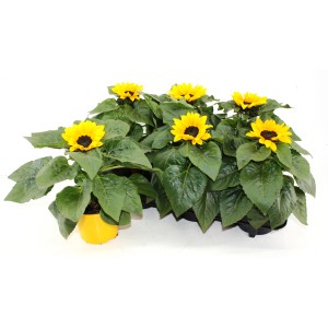 Sonnenblume im Topf, ca. 13 cm Durchmesser, mit gelben Blüten und grünen Blättern.
