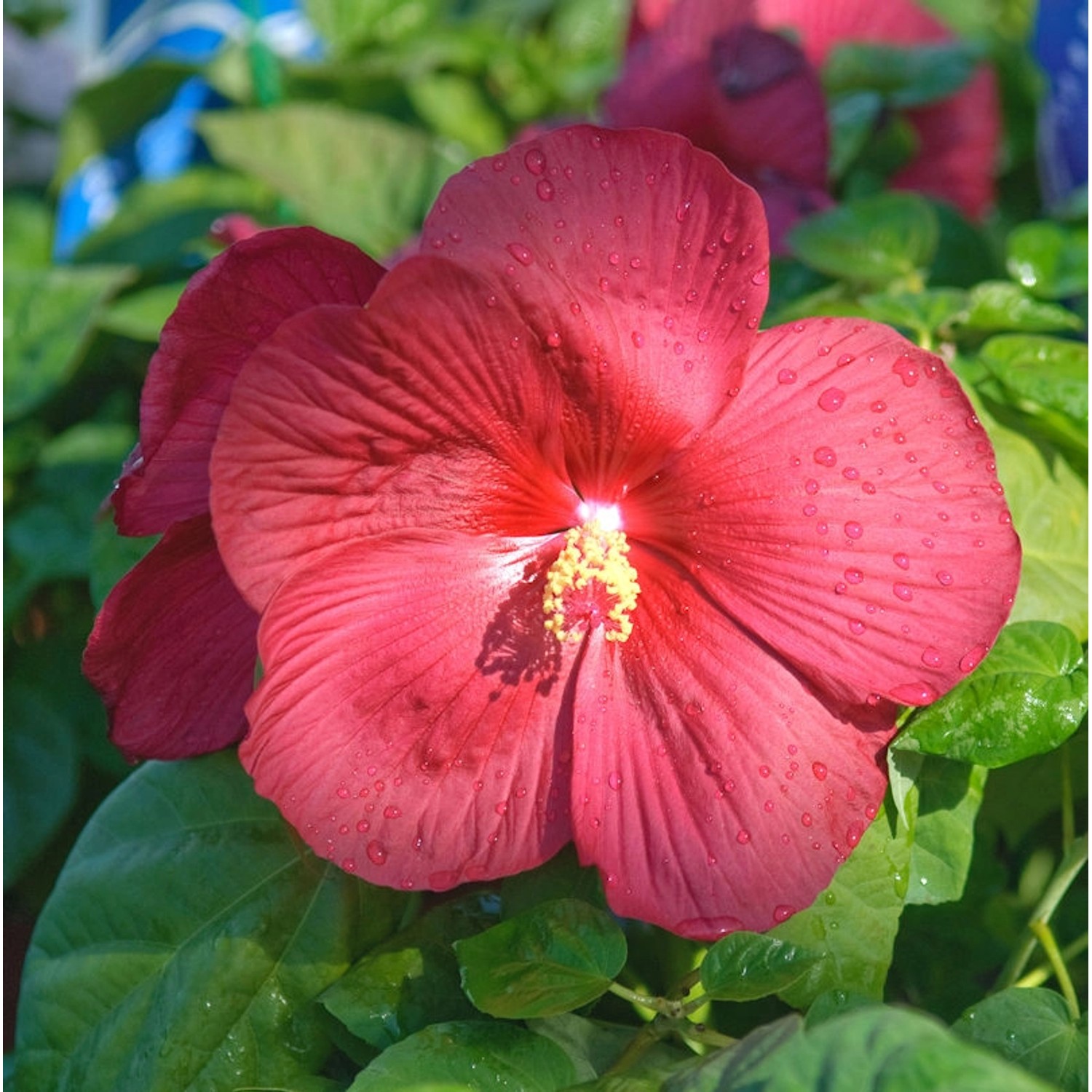 Staudeneibisch Summerific Midnight Marvel 30-40cm - Hibiscus moscheutos günstig online kaufen