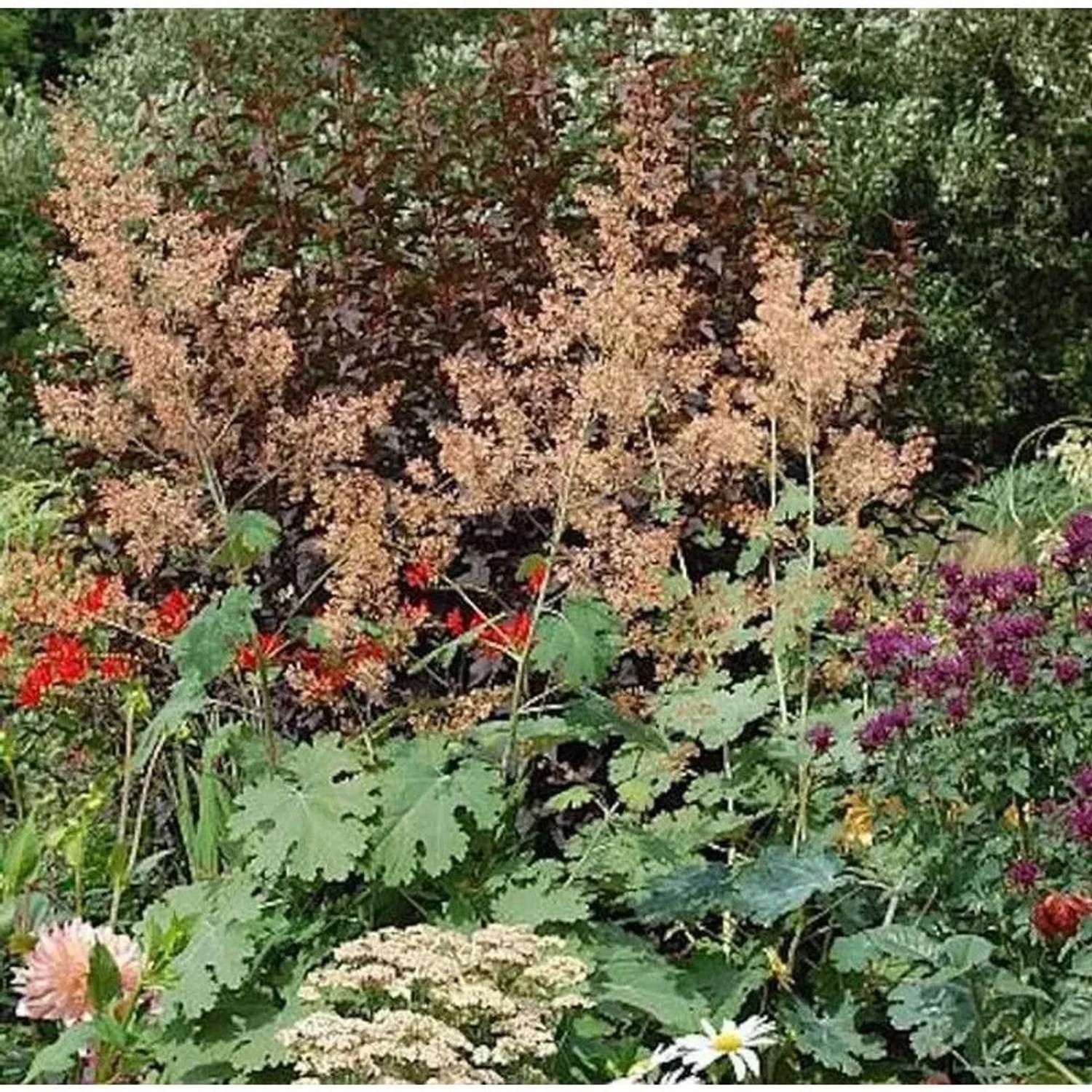 Federmohn Kelway´s Coral Plum - Macleaya micocarpa