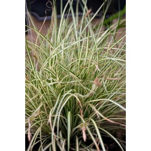 Carex Acutiformis Sumpf-Segge im 9x9 cm Topf, grüne Blätter mit weißen Streifen.