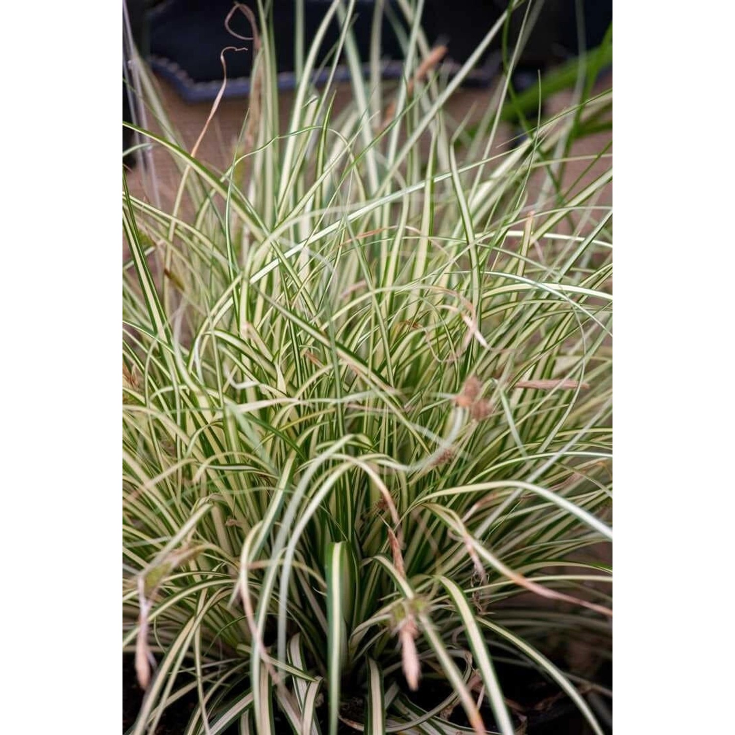 Carex Acutiformis Sumpf-Segge Ca. 9x9 cm Topf günstig online kaufen