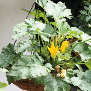 Bellissa Blumenampel mit Zucchini-Pflanze und gelben Blüten im Kokoseinsatz, hängend.