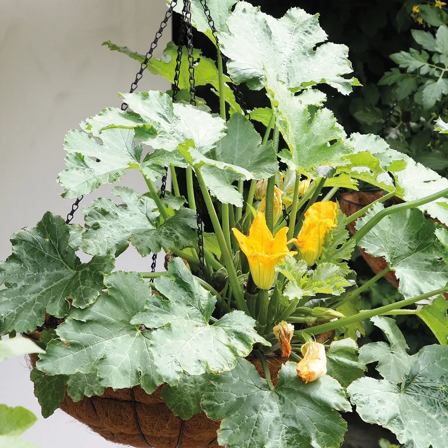 Bellissa Blumenampel mit Zucchini-Pflanze und gelben Blüten im Kokoseinsatz, hängend.