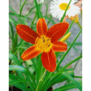 Leuchtend rote Taglilie 'Sammy Russel' im Topf, eine attraktive Staude für sonnige Standorte.