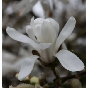 Nahaufnahme einer weißen Sternmagnolien-Blüte (Magnolia stellata).