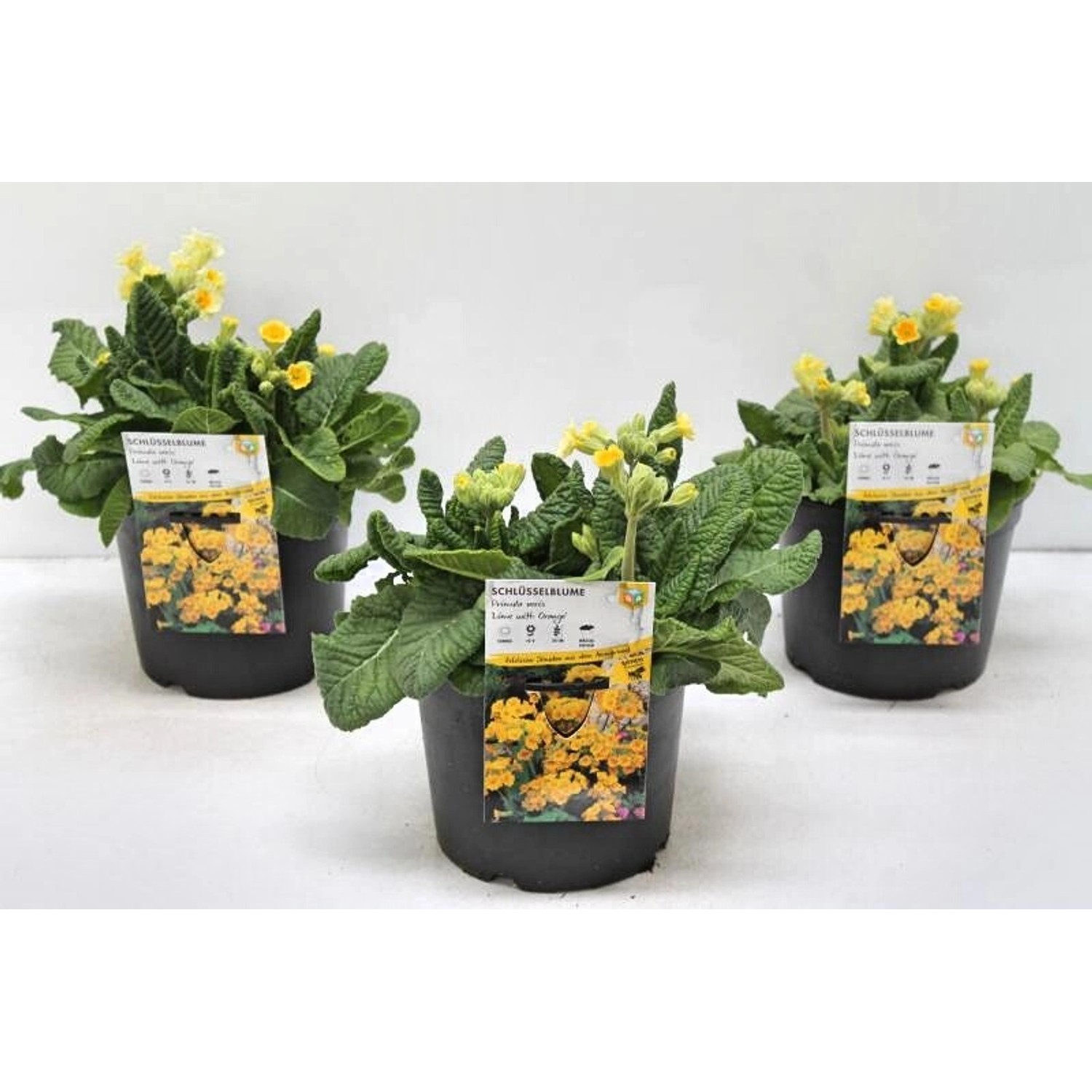 Primula Veris Schlüsselblume Lime With Orange 2 Liter Container günstig online kaufen