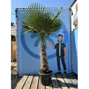 Sunny-Tree Trachycarpus Fortunei Chinesische Fächerpalme 220 bis 240 cm Stammhöhe 60 bis 80 cm Winterhart bis -18°C
