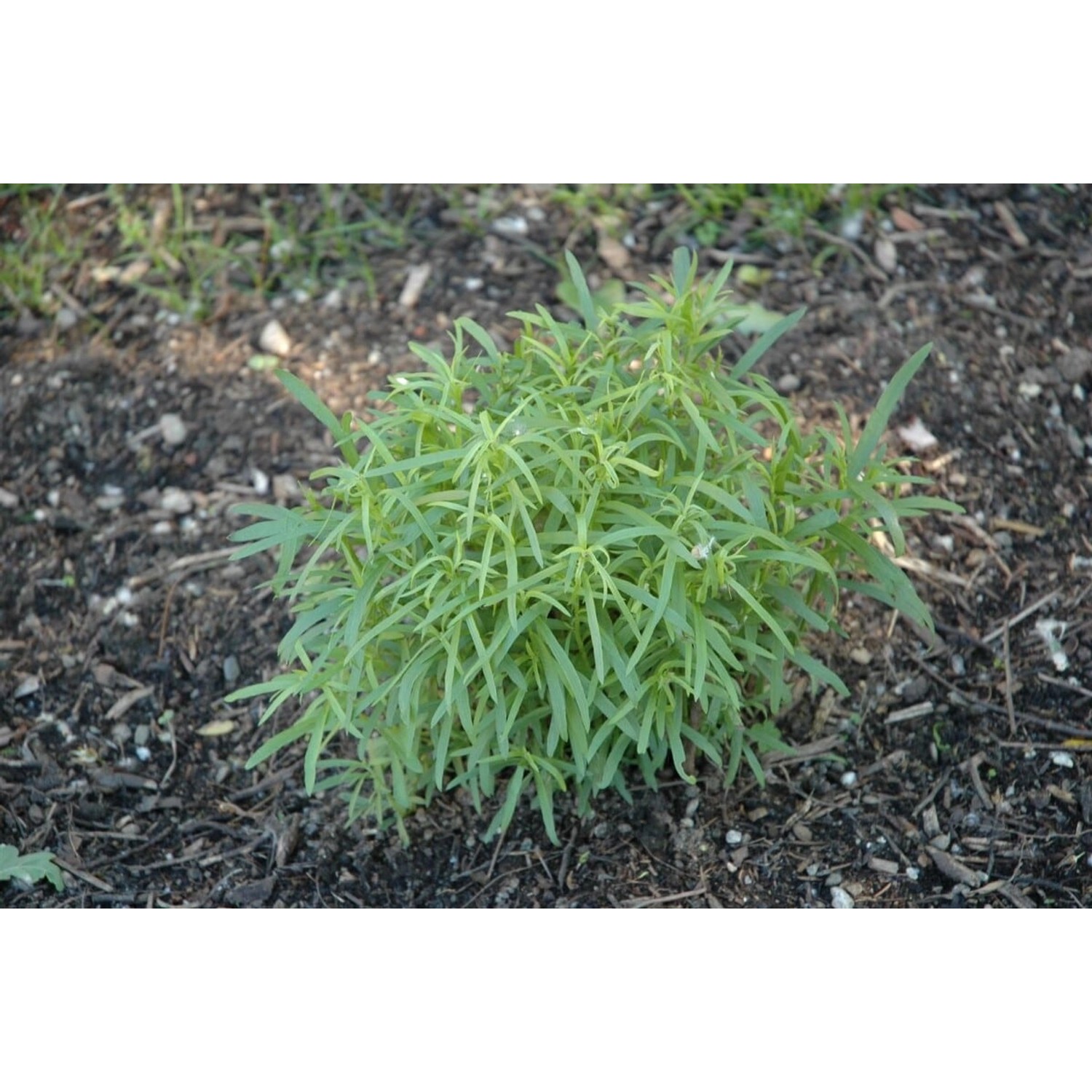 Artemisia Dracunculus Estragon Ca. 9x9 cm Topf günstig online kaufen