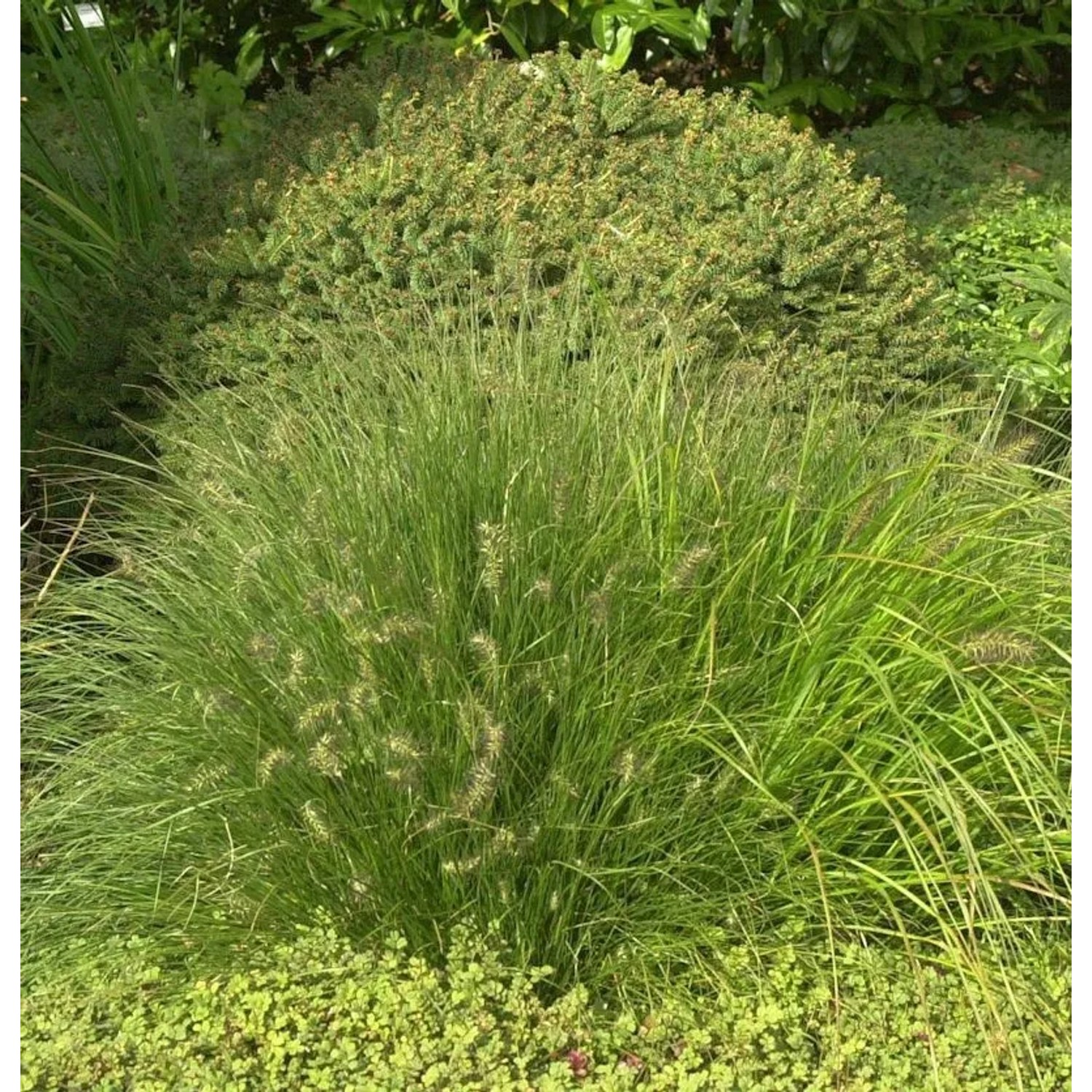 Lampenputzergras Little Honey - Pennisetum alopecuroides
