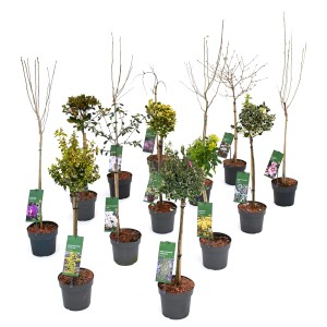 Verschiedene Laubgehölzstämmchen im Topf, ca. 50 cm hoch, für Garten und Kübel.