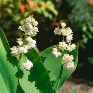 Detailaufnahme von blühenden, weißen Maiglöckchen (Convallaria Majalis Pleniflora) im Topf.
