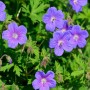 Himalayastorchschnabel - Geranium himalayense