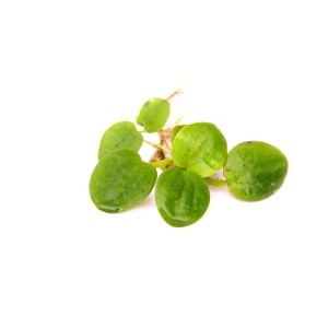 Dennerle Limnobium Laevigatum Aquariumpflanze In-Vitro mit runden, grünen Blättern.