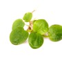 Dennerle Limnobium Laevigatum Aquariumpflanze In-Vitro mit runden, grünen Blättern.