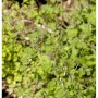 Zarte, hellgrüne Blätter der Chinesischen Wiesenraute (Thalictrum delavayi) an dünnen Stielen. Eine schöne Gartenstaude.