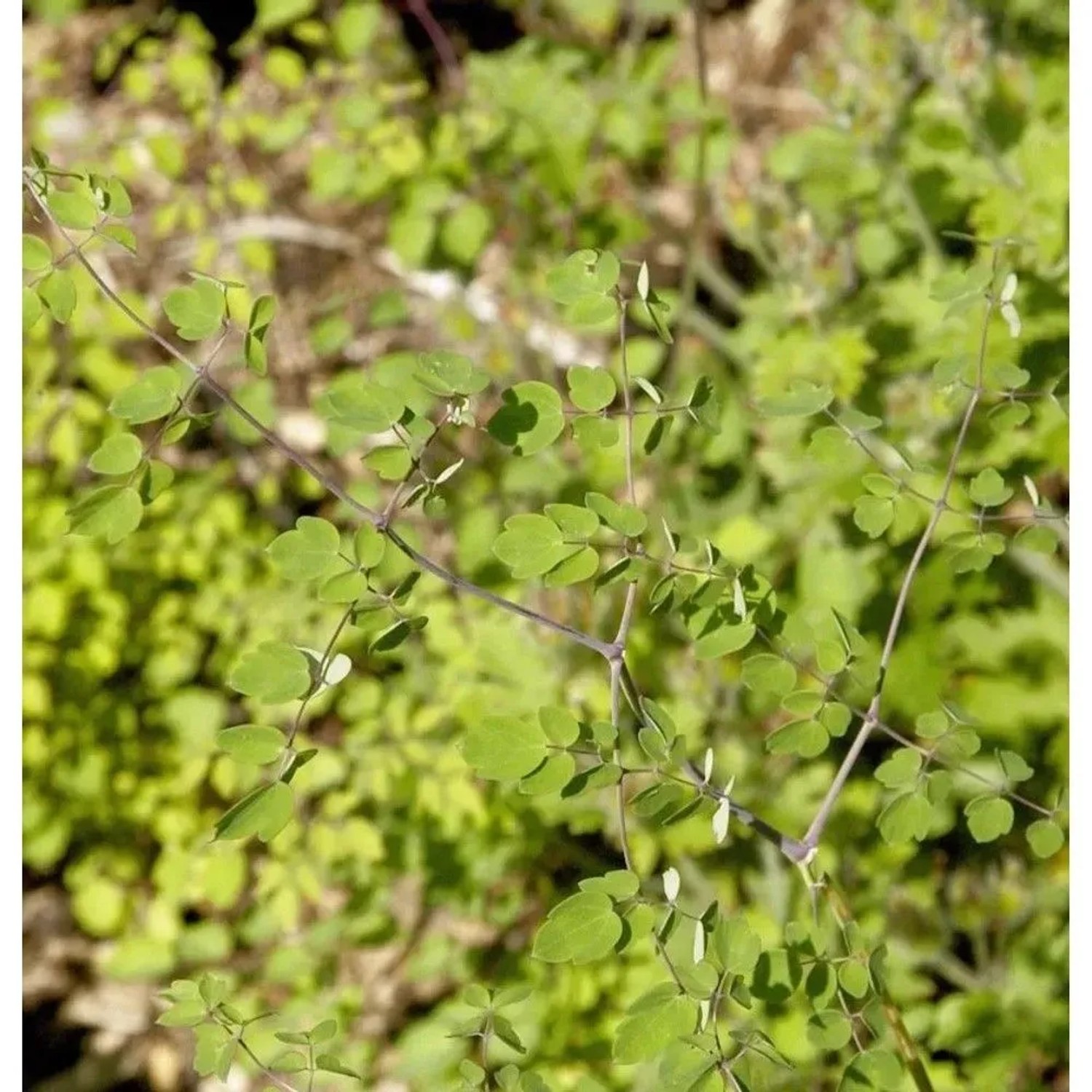 Weiße Chinesische Wiesenraute - Thalictrum delavayi