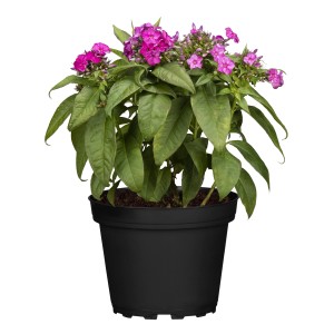 Hohe Flammenblume (Phlox paniculata) im Topf, ca. 13 cm Ø, mit pinkfarbenen Blüten.