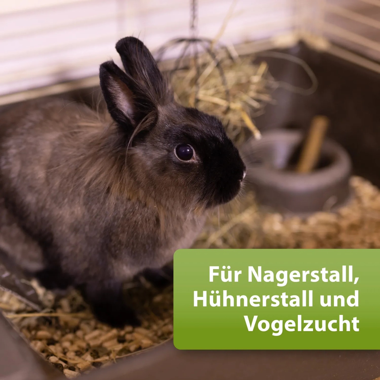 Kaninchen im Stall mit Kieselgur-Einstreu. Quiko Vogelpflege für Nager-, Hühnerstall und Vogelzucht.