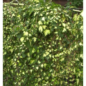 Gemeiner Efeu 'Golden Eyes', grüne Kletterpflanze mit gelben Akzenten im Blatt.