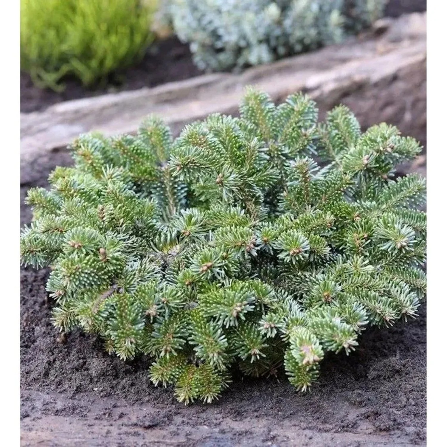 Zwerg Nordmannstanne Starkers Dwarf 25-30cm - Abies nordmanniana