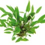 Dennerle Aquariumpflanze Cryptocoryne Affinis mit grünen Blättern.