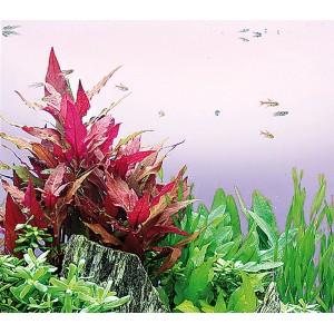 Aquarium mit Dennerle Alternanthera Reineckii Rot, einer roten Aquariumpflanze im Hintergrund.