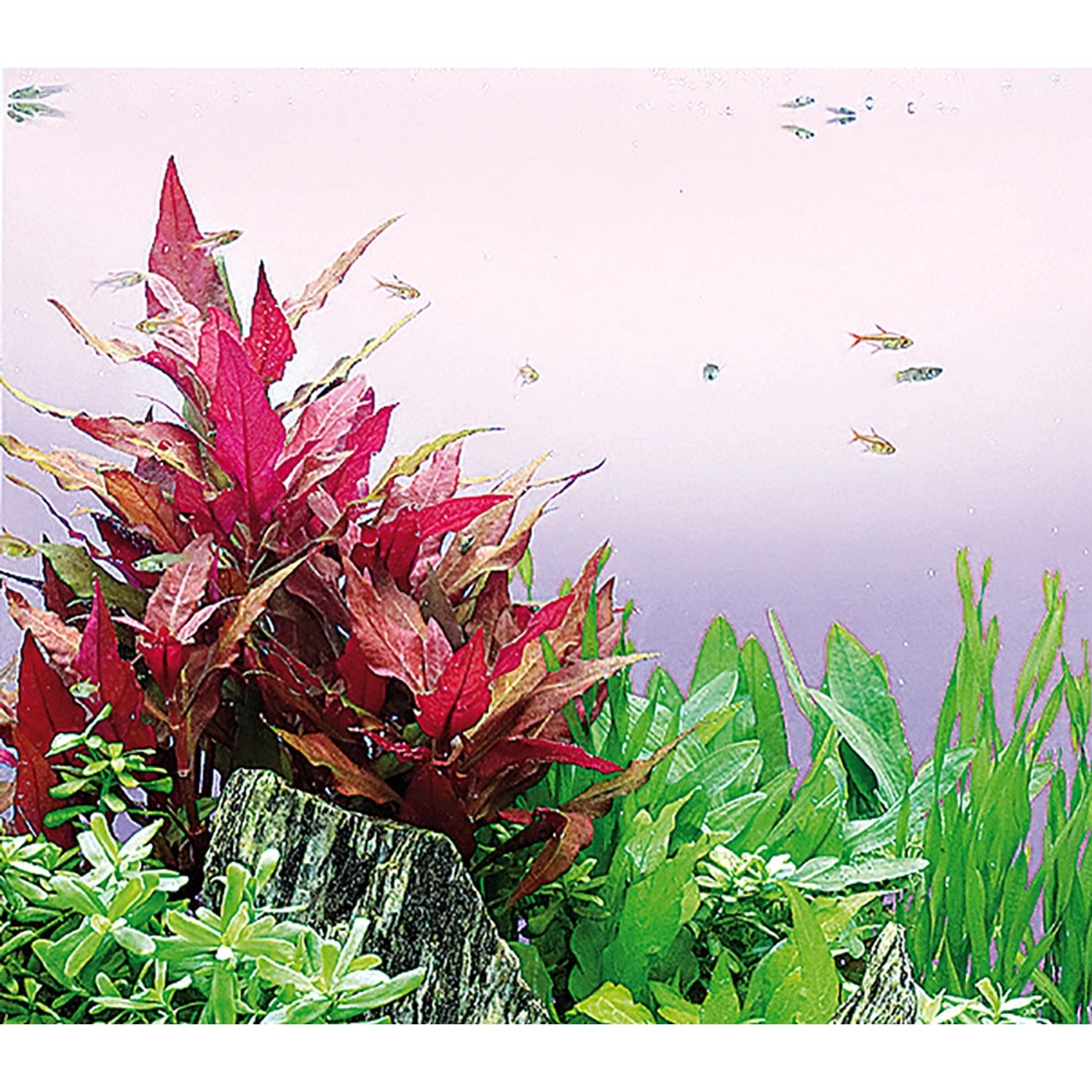 Aquarium mit Dennerle Alternanthera Reineckii Rot, einer roten Aquariumpflanze im Hintergrund.