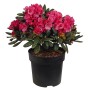 Alpenrose Wine and Roses im Topf: Rhododendron mit tiefroten Blüten und dunklen Blättern.